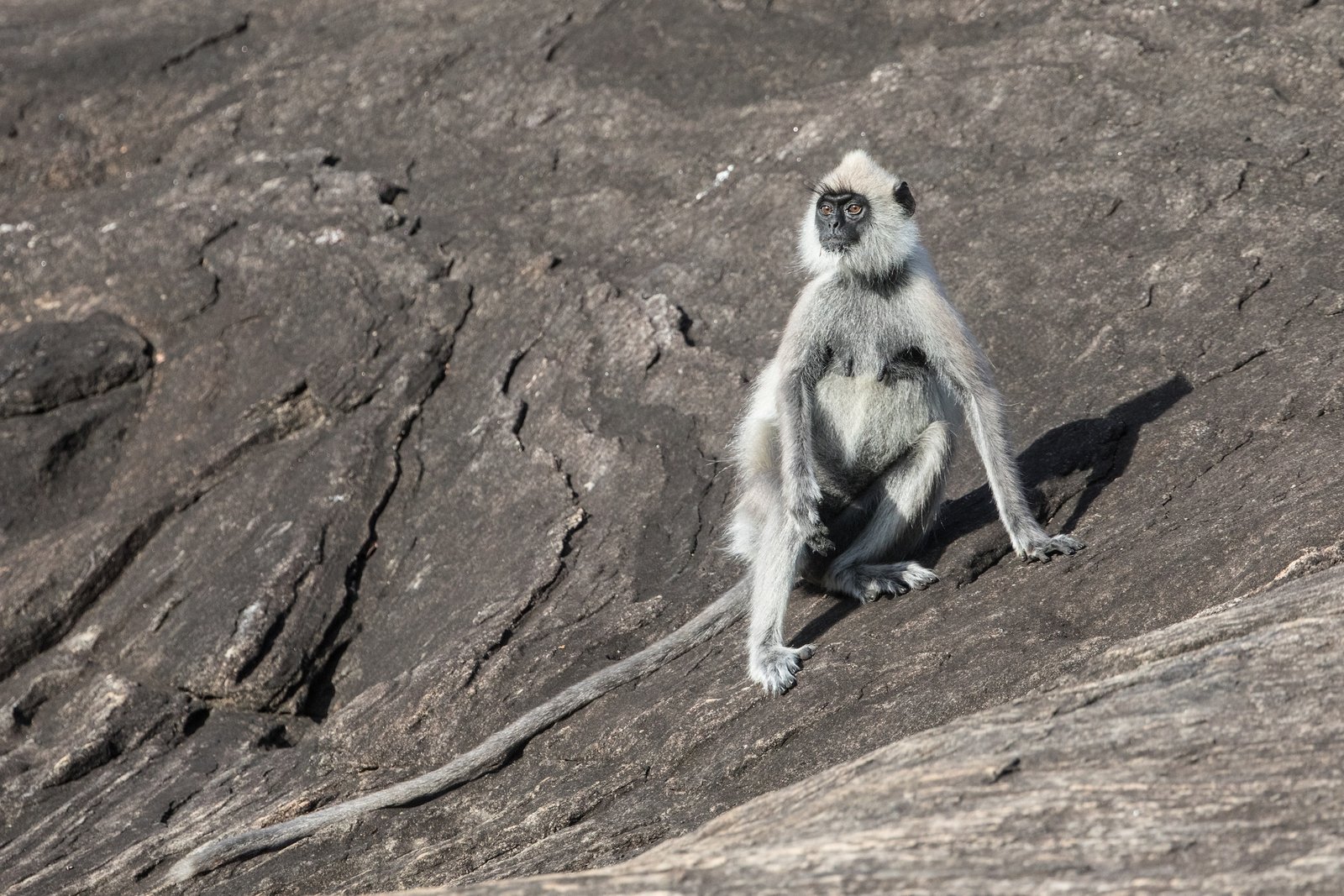 wildlife photography safari Grey Langur Sri Lanka Inger Vandyke